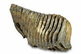 Fossil Woolly Mammoth Lower M Molar - Hungary #295844-4